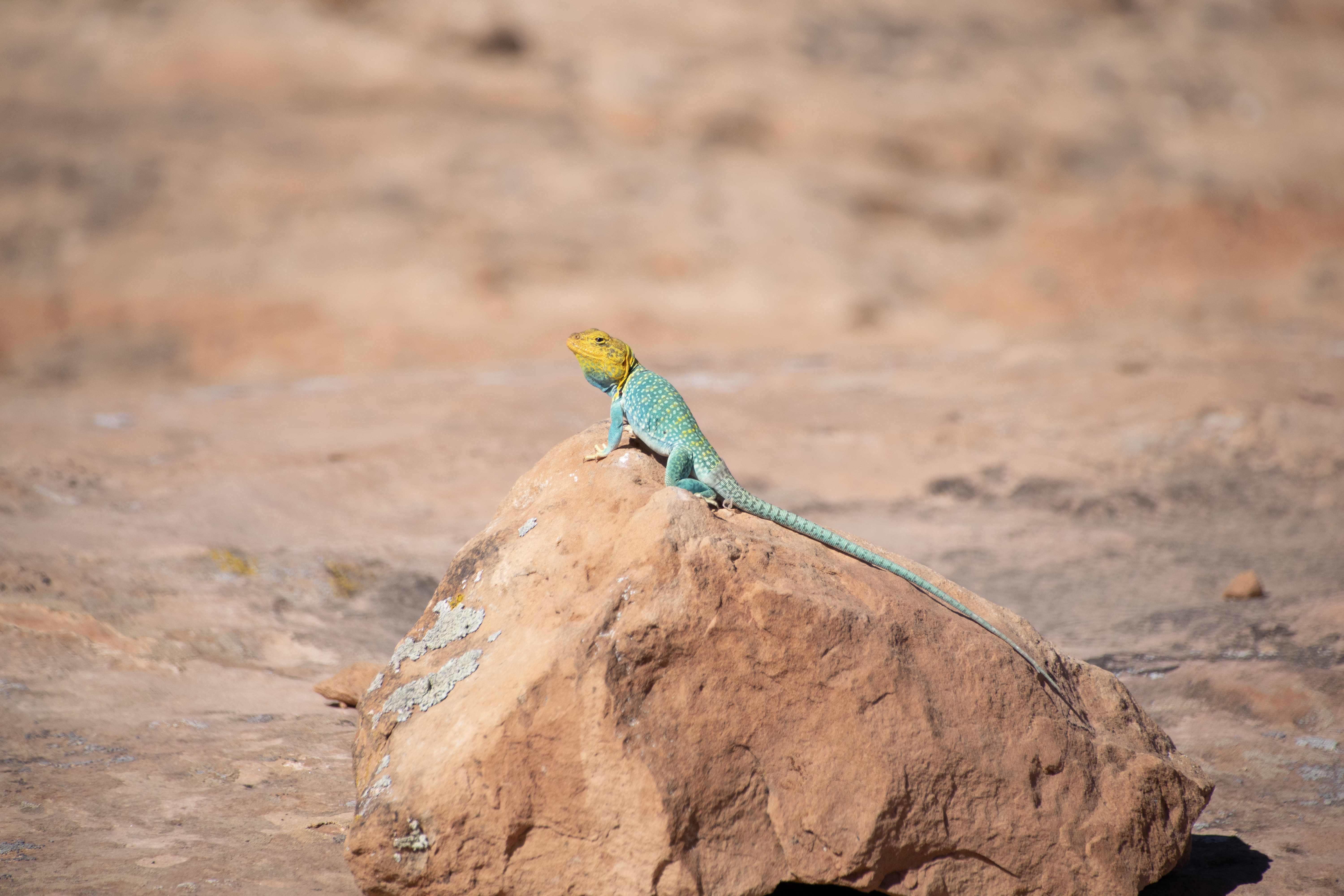 lizard